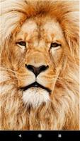 Lion Wallpapers Cartaz