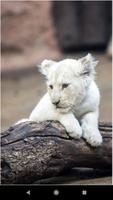Lion Wallpapers imagem de tela 3