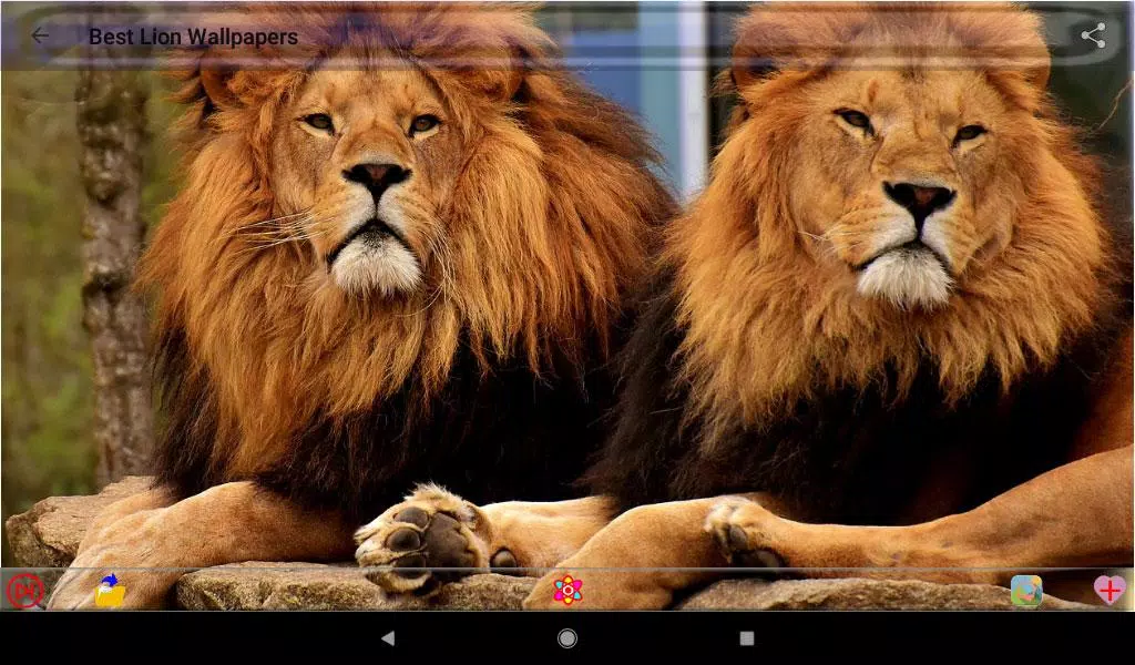Lion Wallpapers APK for Android Download Lion Wallpapers APK for Android Download