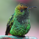 Hummingbird Backgrounds APK