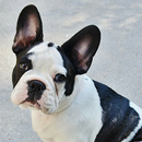HD Animal Wallpapers APK