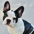 HD Animal Wallpapers icon