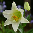 Lily Flower Backgrounds APK