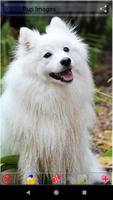 Puppy Dog Images اسکرین شاٹ 3