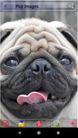 Puppy Dog Images اسکرین شاٹ 1
