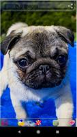 Puppy Dog Images اسکرین شاٹ 2
