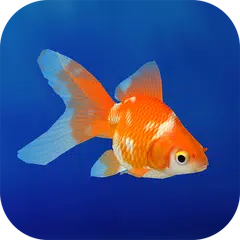 download Goldfish 3D Relaxing Aquarium XAPK