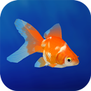 APK Goldfish 3D Relaxing Aquarium