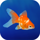 Goldfish ikona
