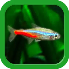 Tropical Aquarium - Mini Aqua APK download