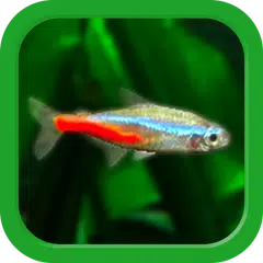 Tropical Aquarium - Mini Aqua XAPK Herunterladen