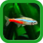 آیکون‌ Tropical Aquarium - Mini Aqua