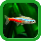 迷你水族箱：熱帶魚缸 APK