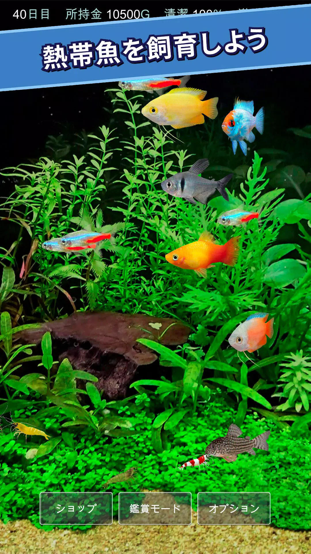 Android向けの熱帯魚育成 ミニアクア 癒しのアクアリウム体験 Apkをダウンロードしましょう Android向けの熱帯魚育成 ミニアクア 癒しのアクアリウム体験 Apkをダウンロードしましょう