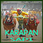 Icona Video Karapan Sapi Madura