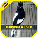 Master Kicau Kacer Ngeplong Gacor Kasar APK