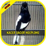 Master Kicau Kacer Ngeplong Gacor Kasar أيقونة
