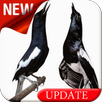 Kacer Komplit APK