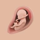 Mommy Womb - Pregnancy Tracker APK