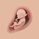 Mommy Womb - Pregnancy Tracker
