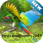 Wallpapers Brids 2019 أيقونة