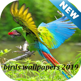 Wallpapers Brids 2019 icône