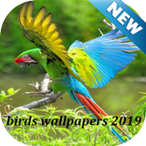 Wallpapers Brids 2019 ikon