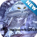 Brids Wallpapers New 2019 APK