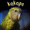 Kakapo Amazing
