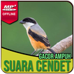 Kicau Burung Cendet Gacor