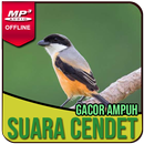 Kicau Burung Cendet Gacor APK