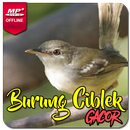 Kicau Burung Ciblek Gacor APK
