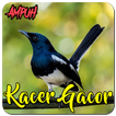 Suara Burung Kacer Gacor Ampuh
