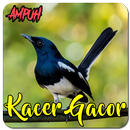 Suara Burung Kacer Gacor Ampuh APK