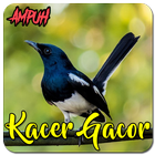 Suara Burung Kacer Gacor Ampuh biểu tượng