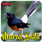 Masteran Murai Batu simgesi