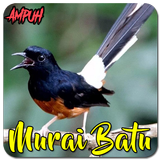 Masteran Murai Batu simgesi