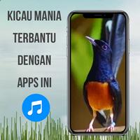 Masteran Murai Batu Ekran Görüntüsü 3