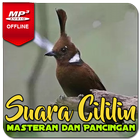 Suara Masteran Cililin AMPUH ikona
