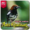 Suara Anis Kembang Gacor Juara
