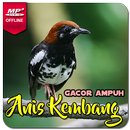 Suara Anis Kembang Gacor Juara APK