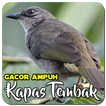 Masteran Kapas Tembak Ampuh