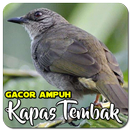 Masteran Kapas Tembak Ampuh APK