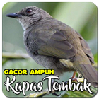 Masteran Kapas Tembak Ampuh simgesi