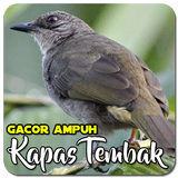 Masteran Kapas Tembak Ampuh simgesi
