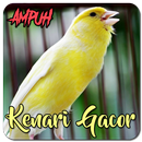 Suara Kenari Gacor Ampuh APK