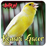 Suara Kenari Gacor Ampuh иконка