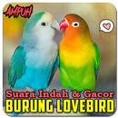 Suara Burung Lovebird Ngekek APK
