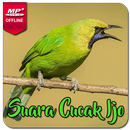 Masteran Cucak Ijo Gacor APK