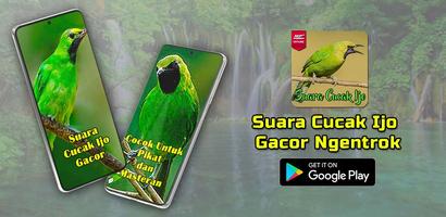 Masteran Cucak Ijo Gacor gönderen
